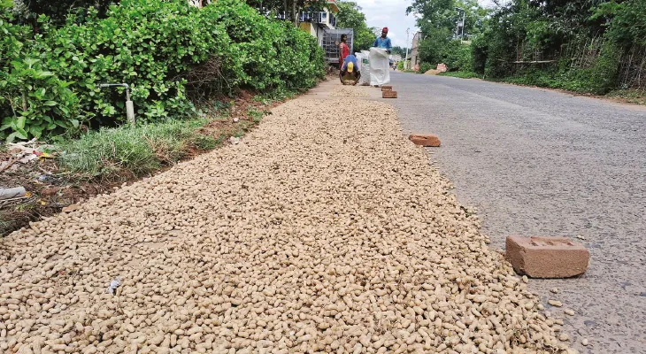 শালবনীতে বাদামের উৎপাদন ভালো, খুশি চাষিরা