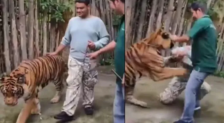 থাইল্যান্ডে বাঘের সঙ্গে সেলফি  তুলতে গিয়ে জখম ভারতীয় যুবক