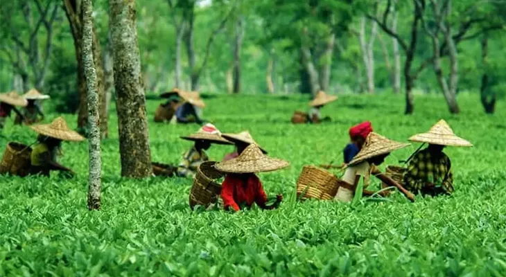 বাগান বন্ধ হলে জাতীয় সড়ক অবরুদ্ধ হবে, হুঁশিয়ারি চা শ্রমিকদের
