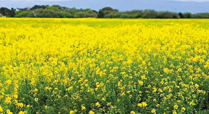 ভারতে হলুদ বিপ্লব