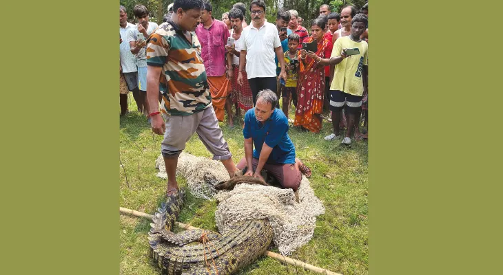 আমবাগানে কুমির, উদ্ধার ৪০টি ডিমও