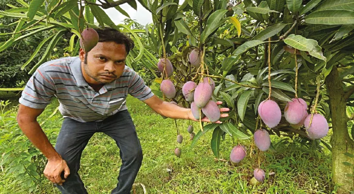 মিয়াজাকি আম চাষ করে লাখপতি ইঞ্জিনিয়ার নিত্যানন্দ