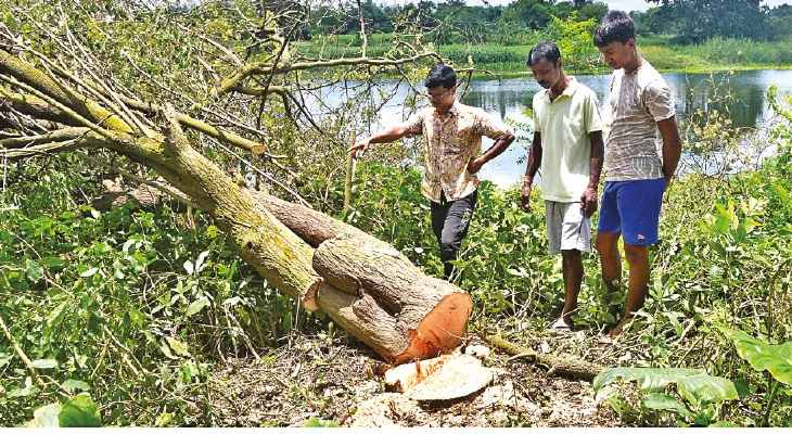 জলঙ্গির পাড়ে দেদার গাছ নিধন, কৃষ্ণনগর শহরে প্রতিবাদ স্থানীয়দের