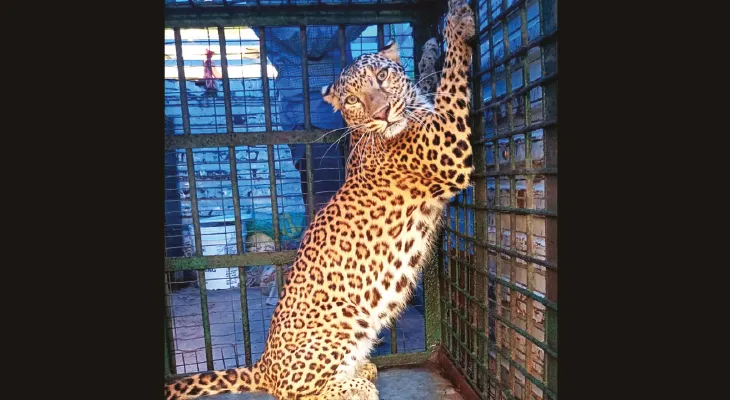 আলিপুরদুয়ার থেকে আরও তিন চিতাবাঘ এল রমনাবাগানে