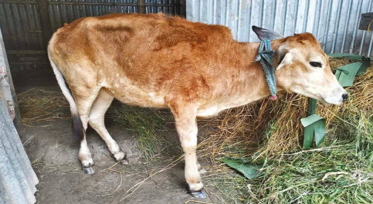 মাথাভাঙায় লাম্পি স্কিন রোগে মৃত্যু একাধিক গোরুর, বৃদ্ধি পাচ্ছে উদ্বেগ