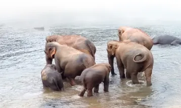 ঐরাবতের গ্রামে