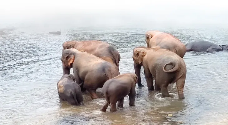 ঐরাবতের গ্রামে