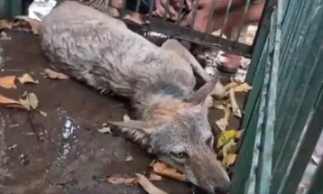 উত্তরপ্রদেশের বাহারাইচের মহসী গ্রামে বনদপ্তরের পাতা ফাঁদে ধরা পড়ল নেকড়ে