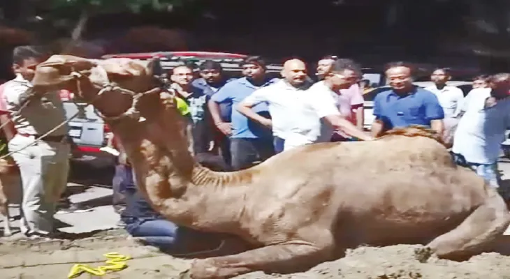 হলদিয়ায় উদ্ধার হওয়া ১১টি উট রাজস্থানে পাঠাল প্রশাসন, ক্রেন দিয়ে তোলা হল ট্রাকে
