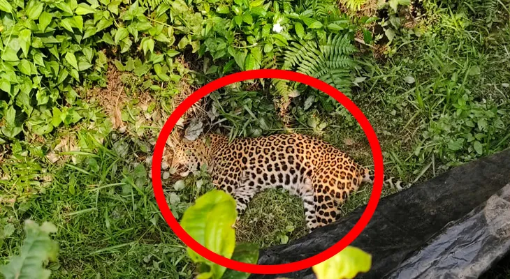 আলিপুরদুয়ারে চা বাগান থেকে উদ্ধার চিতাবাঘের দেহ, মৃত্যু নিয়ে ধন্দ