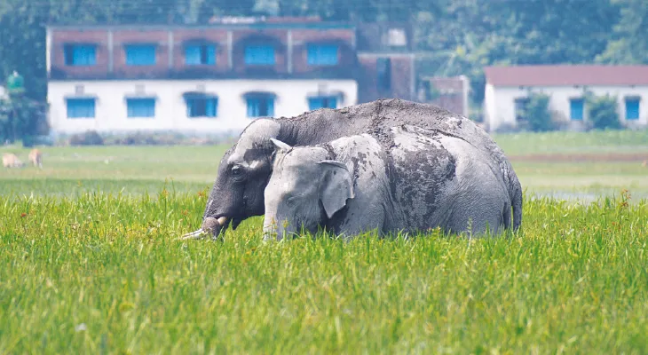 হাতির অবস্থান জানাতে জিপিএস মনিটরিং, রোজ ৭ হাজার মেসেজ!