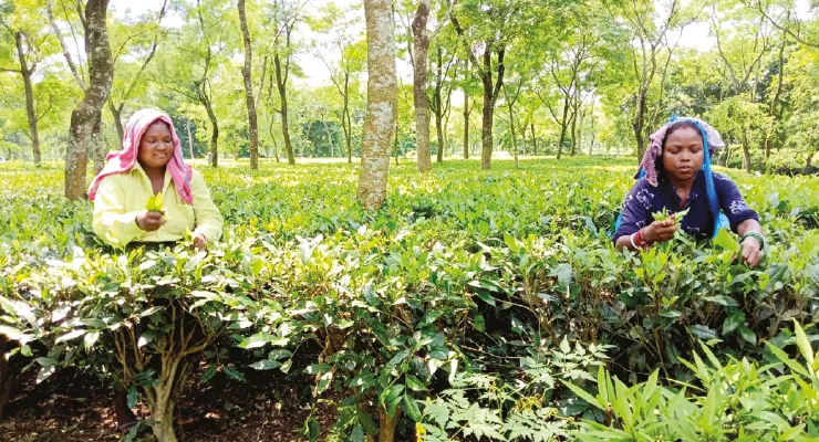 গত বছরের তুলনায় এবার মে মাসে ডুয়ার্সে চা পাতার উৎপাদন বাড়ল ১৯ লক্ষ কেজি