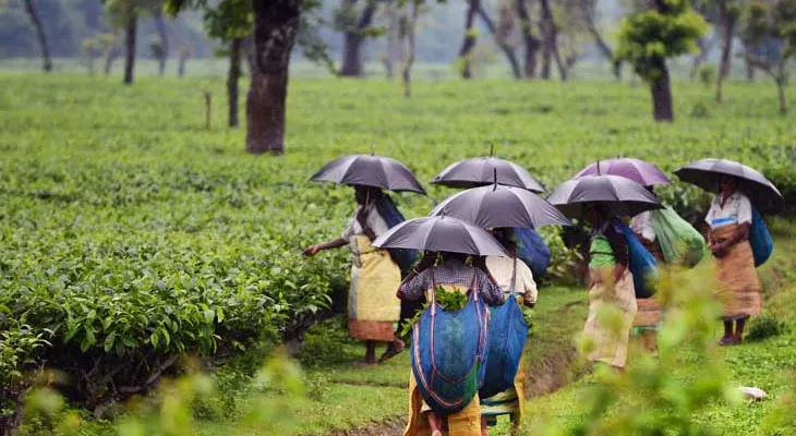 জলপাইগুড়িতে দ্বিতীয় নিলামে বড় ধাক্কা, বিক্রি হল না ৩৫ হাজার কেজি চা!
