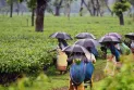 জলপাইগুড়িতে দ্বিতীয় নিলামে বড় ধাক্কা, বিক্রি হল না ৩৫ হাজার কেজি চা!