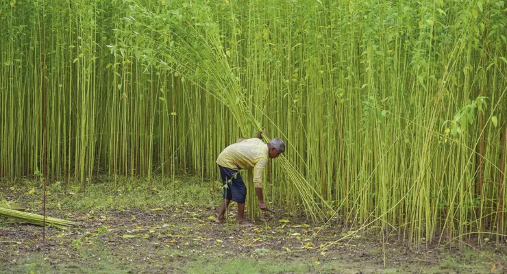 বৃষ্টি নেই, ভূগর্ভের জলও কমেছে, চিন্তায় পাট চাষিরা