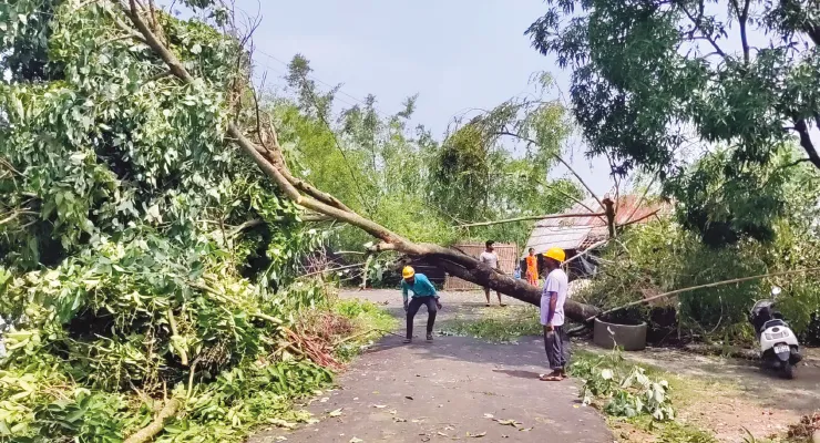 ঝড়ে ভাঙা গাছের কালোবাজারি, কম দামে কিনে পাচার