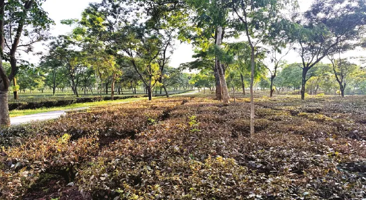 পোকার লাগাতার হানায় শেষ কচিপাতা, চা গাছ যেন কাঠি