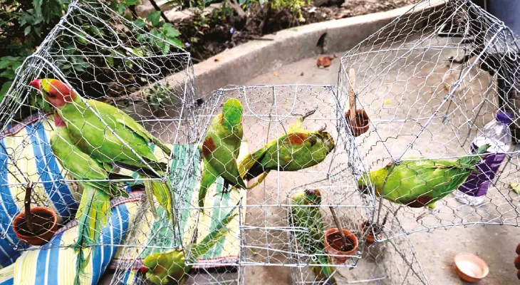 পাচারের আগেই বিমানবন্দরে উদ্ধার টিয়াপাখি, গ্রেপ্তার যুবক