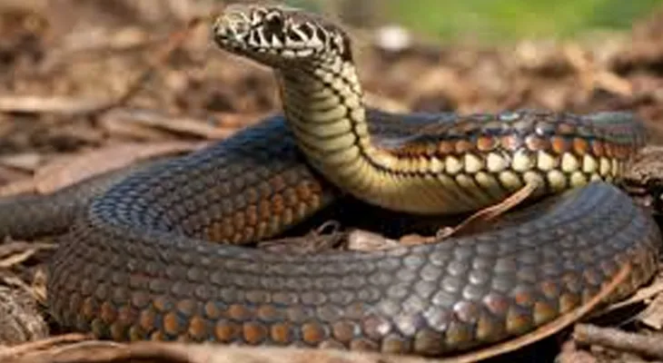 একমাসে ৮০টি গোখরো, কালাচ উদ্ধার রায়গঞ্জে