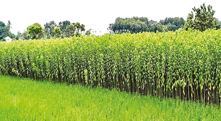 সীমান্তে মাথা তুলেছে পাটের জঙ্গল, শুরু পাচারের মরশুম, বাড়তি নজরদারি বিএসএফ ও পুলিসের