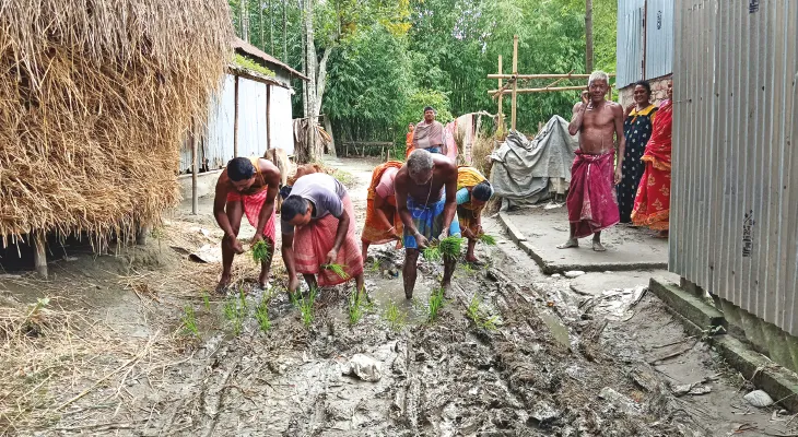 পাকা রাস্তার দাবি, ধানের চারা পুঁতে বিক্ষোভ হলদিবাড়িতে