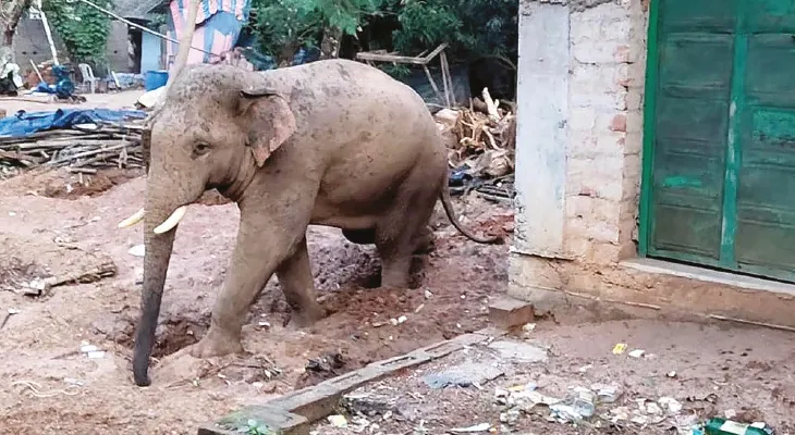 স্কুলের গোডাউনের দরজা ভেঙে ৪ বস্তা  মিড ডে মিলের চাল খেল পাঁচটি হাতি