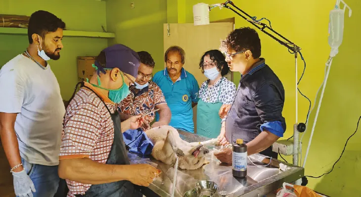 পথকুকুরদের নির্বীজকরণ ও জলাতঙ্কের টিকাদান শুরু, দিশা দেখাচ্ছে দক্ষিণ দমদম