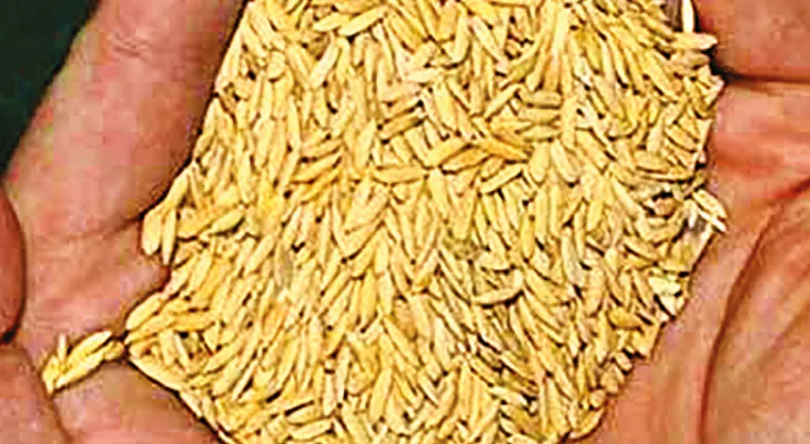 সার্টিফায়েড ধান বীজ বিক্রির উপর জোর