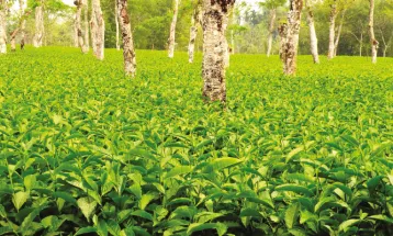 বৃষ্টি কম হওয়া সত্ত্বেও বাড়ল উৎপাদন, খুশির হাওয়া পাহাড়ের চা বাগানগুলিতে