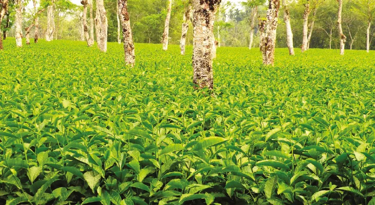 খুলে গেল তুরতুরি চা বাগান