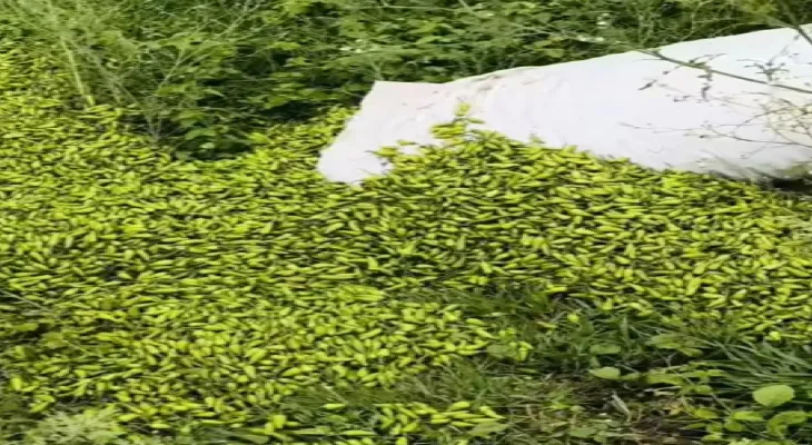 চার টাকা কেজি কাঁচালঙ্কা, মাথায় হাত তপনের চাষিদের
