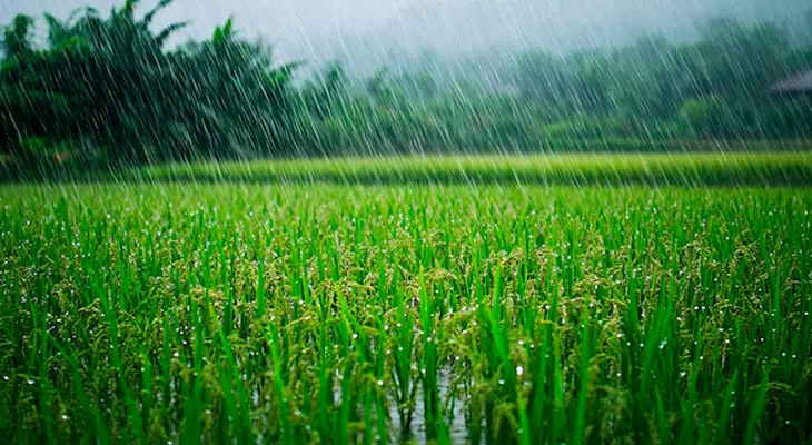 নিম্নচাপের বৃষ্টিতে বাঁকুড়ায় ১৬ কোটি টাকার ক্ষয়ক্ষতি