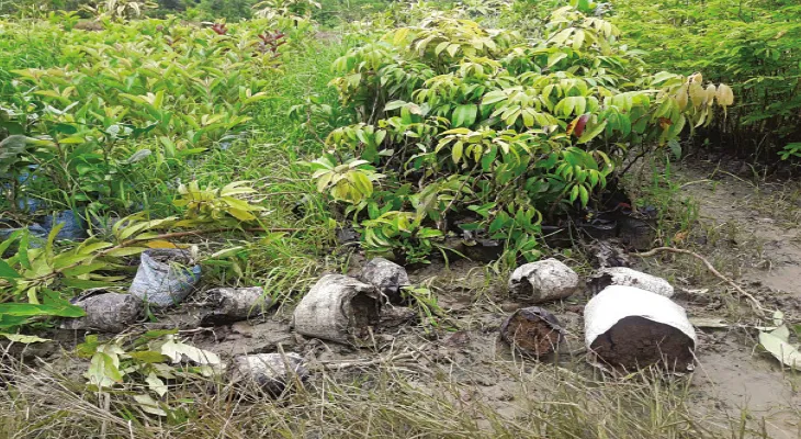 বুনো শুয়োরের হানায় বিপাকে উলুবেড়িয়া, নষ্ট হয়ে যাচ্ছে ফসল