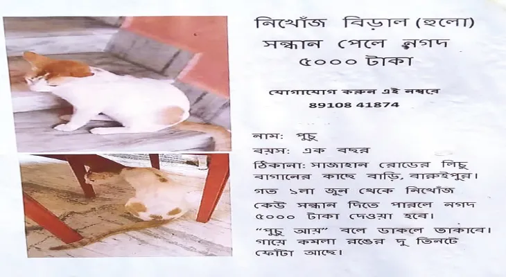 আদরের বিড়াল খুঁজে দিলে কড়কড়ে ৫ হাজার, বারুইপুরে পড়ল পোস্টার