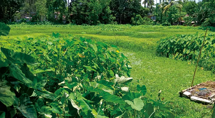 জলপাইগুড়ি: শহরের ঐতিহ্যবাহী দুলাল দিঘি এখন যেন ডাম্পিং গ্রাউন্ড, ভরেছে কচুবনে