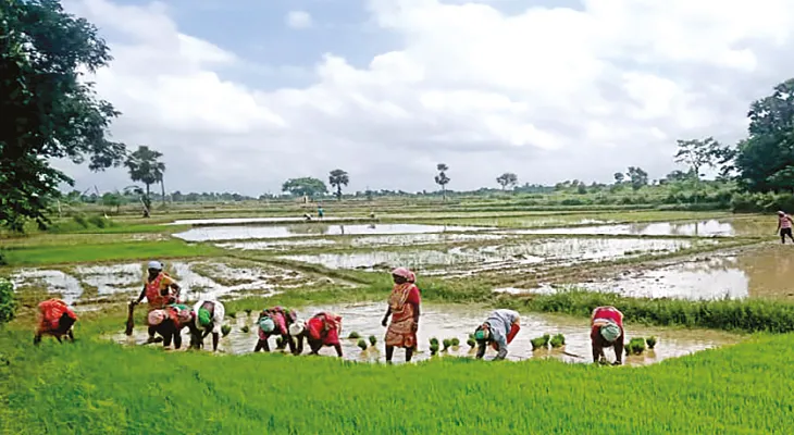 ভালো বৃষ্টিতে বীজতলা তৈরিতে সুবিধা বাঁকুড়ায়