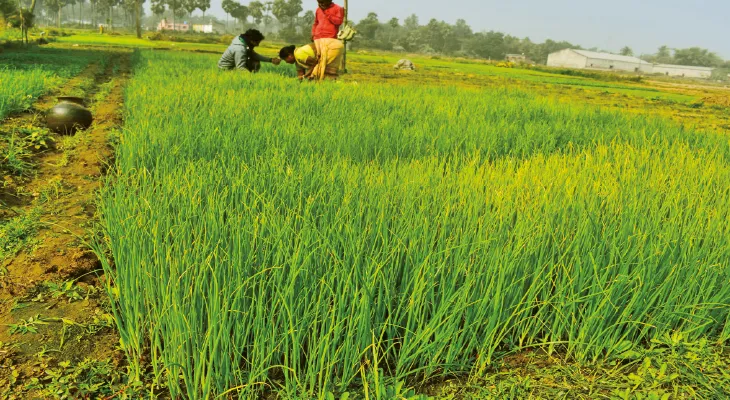 জোগান স্বাভাবিক রাখতে জেলায় খরিফ ও লেট খরিফ মরশুমে পেঁয়াজ চাষে জোর