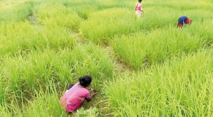 দু’হাজার বিঘা জমিতে গোবিন্দভোগের চাষ
