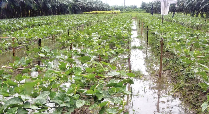 বৃষ্টিতে নদীয়ায় সব্জি চাষে ক্ষতির আশঙ্কা