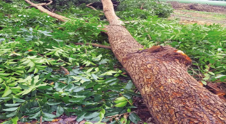 আলিপুরে অনুমোদন ছাড়া গাছ কেটেছে বন্দর কর্তৃপক্ষ, কড়া পদক্ষেপ পুরসভার