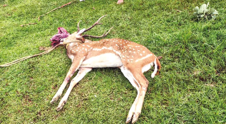 জনতার ধাওয়া খেয়ে পুরুলিয়া থেকে পালিয়ে ঝাড়খণ্ডের গ্রামে হরিণের মৃত্যু
