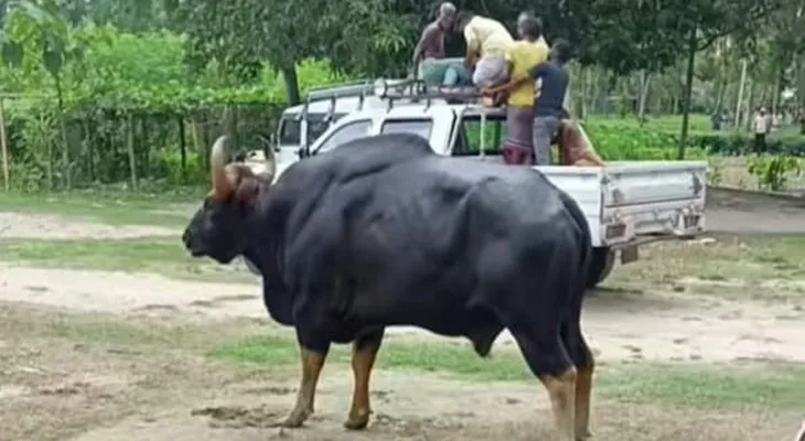 ময়নাগুড়ির সাপটিবাড়ির দু’টি গ্রাম পঞ্চায়েত এলাকায় বাইসনের হামলা, আহত পাঁচ জন