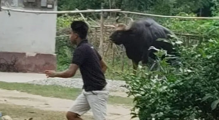 ময়নাগুড়ির গ্রামে বাইসনের তাণ্ডব, জখম পাঁচ জন