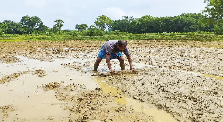 পুরুলিয়ায় জমিতে জল থইথই আমনের বীজতলা তৈরিতে ভোগান্তি