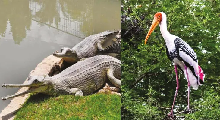 গ্রিন করিডর করে আলিপুর চিড়িয়াখানা থেকে বেঙ্গল সাফারিতে ১৮ নতুন প্রাণী