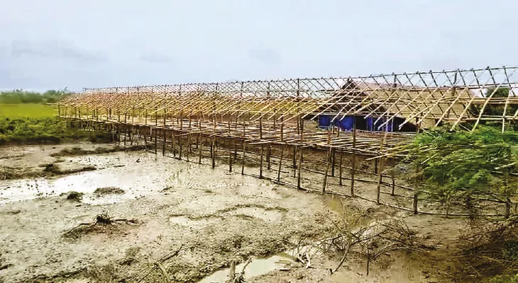 নদীর চরে ম্যানগ্রোভ কেটে পোল্ট্রি ফার্ম তৈরির অভিযোগ