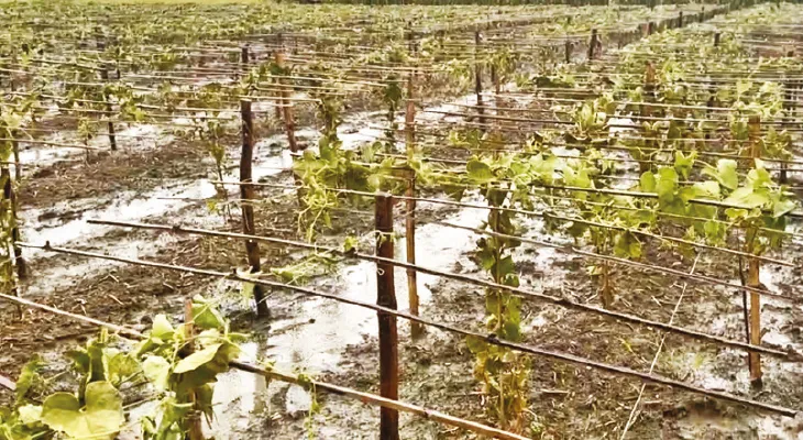 বনগাঁয় বিজেপি নেতার জমির ফসল নষ্টের অভিযোগ