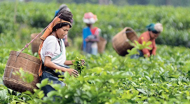 জুন মাসে ডুয়ার্সে চা পাতার উৎপাদন কমল ৭ লক্ষ কেজি, রিপোর্ট প্রকাশ করল টি রিসার্চ অ্যাসোসিয়েশন