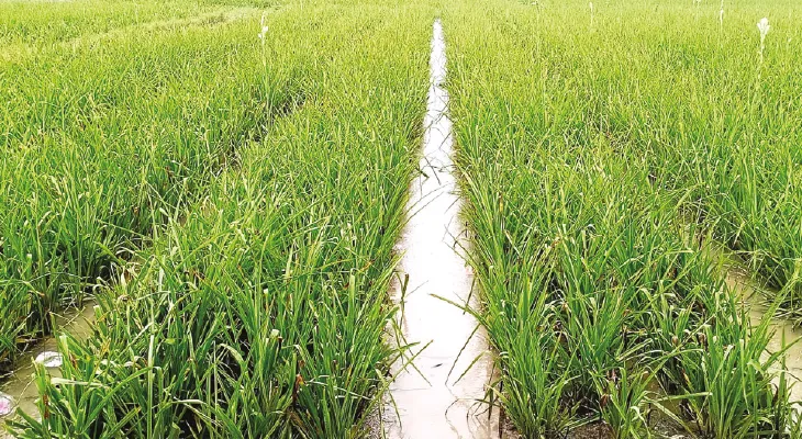 বিরামহীন বৃষ্টি, ক্ষতির মুখে নদীয়ার ফুল চাষ