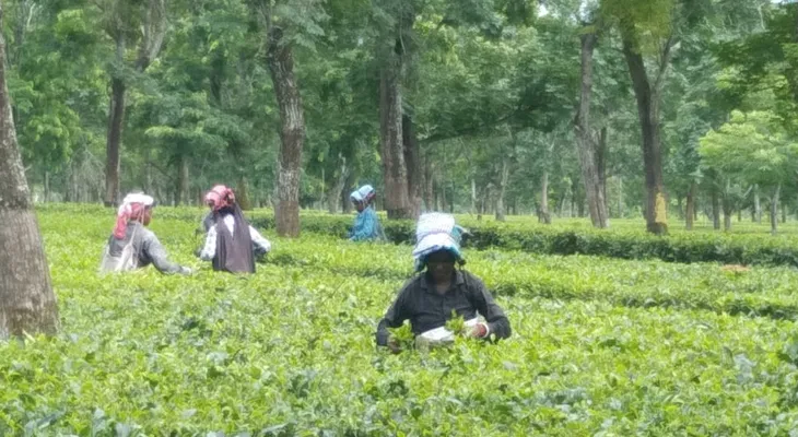 আলিপুরদুয়ারে চা বাগানে বনধের কোনও প্রভাব নেই